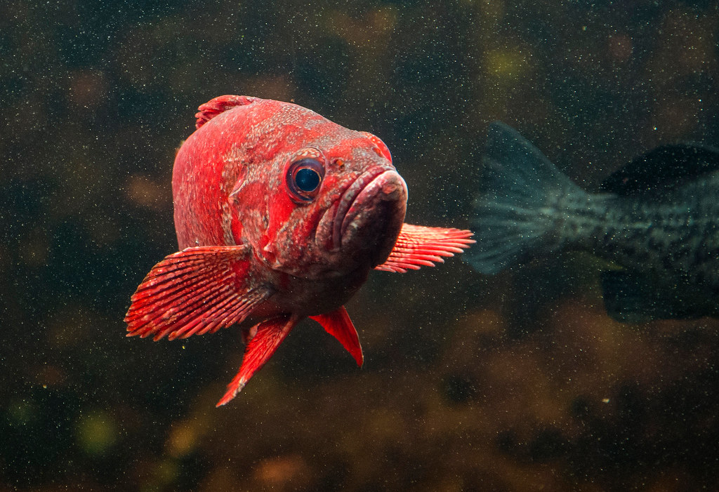 Red Snapper, Vermilion Rockfish Copyright © Daniel Ruyle Flickr