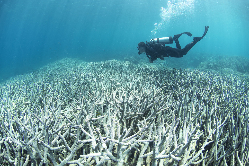 Coral bleaching at Heron Island Feb 2016_credit The Ocean … Flickr