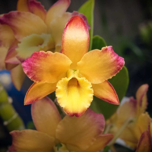 Orchid orchid orchids HTers HashTags beautiful bloo… Flickr