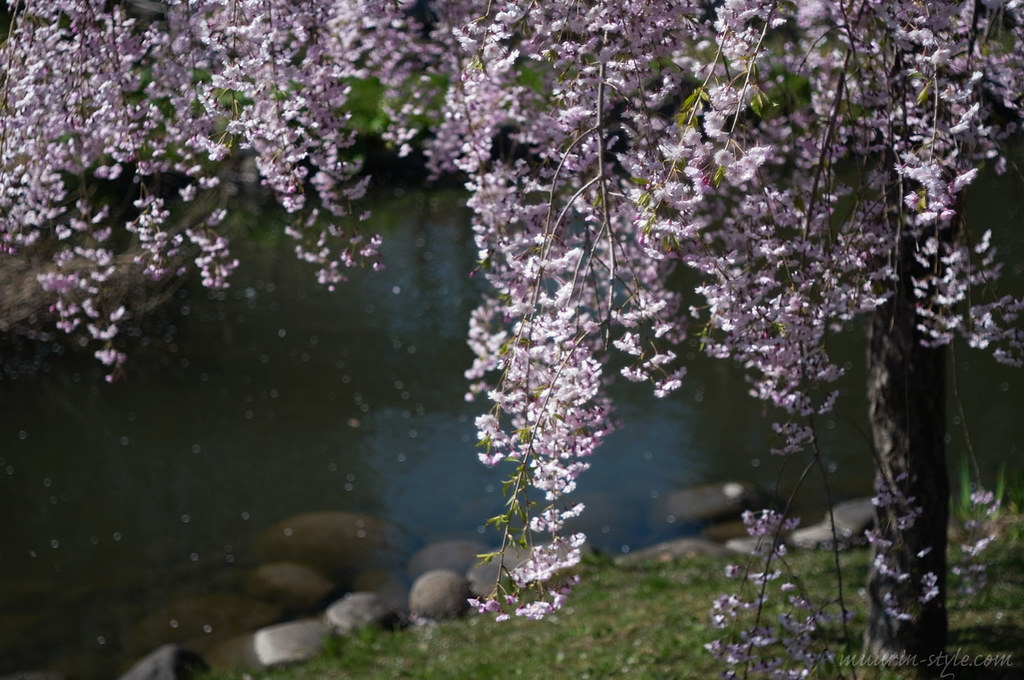 cherry tree of drooping branches muurin_tk Flickr