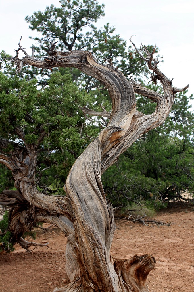 Twisted Tree Twisted and weathered tree in Southern Utah Karl