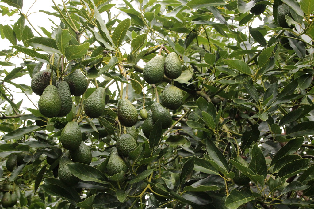 Katikati Avocados Cestpartimonkiwi NZ Flickr