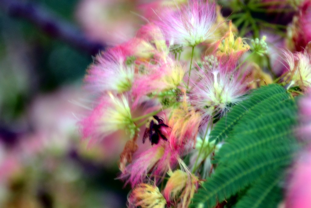 Mimosa Flowers and a Bee The focus is soft, I like the out… Flickr