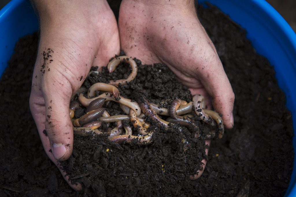 A bucket is mixed wit… Flickr