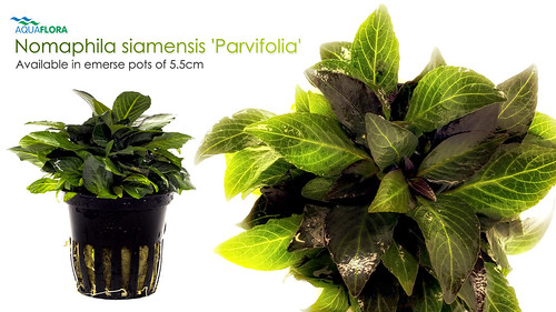Nomaphila siamensis 'Parvifolia' Nomaphila siamensis