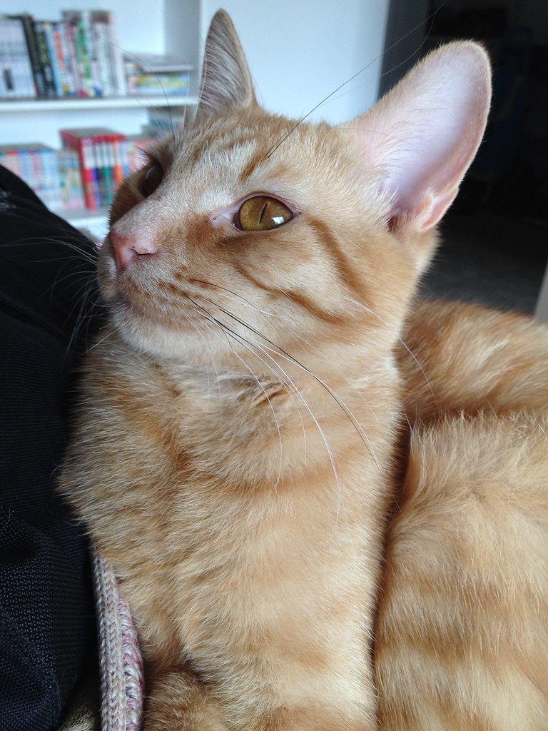 Caramel (20140413) clodjee Flickr