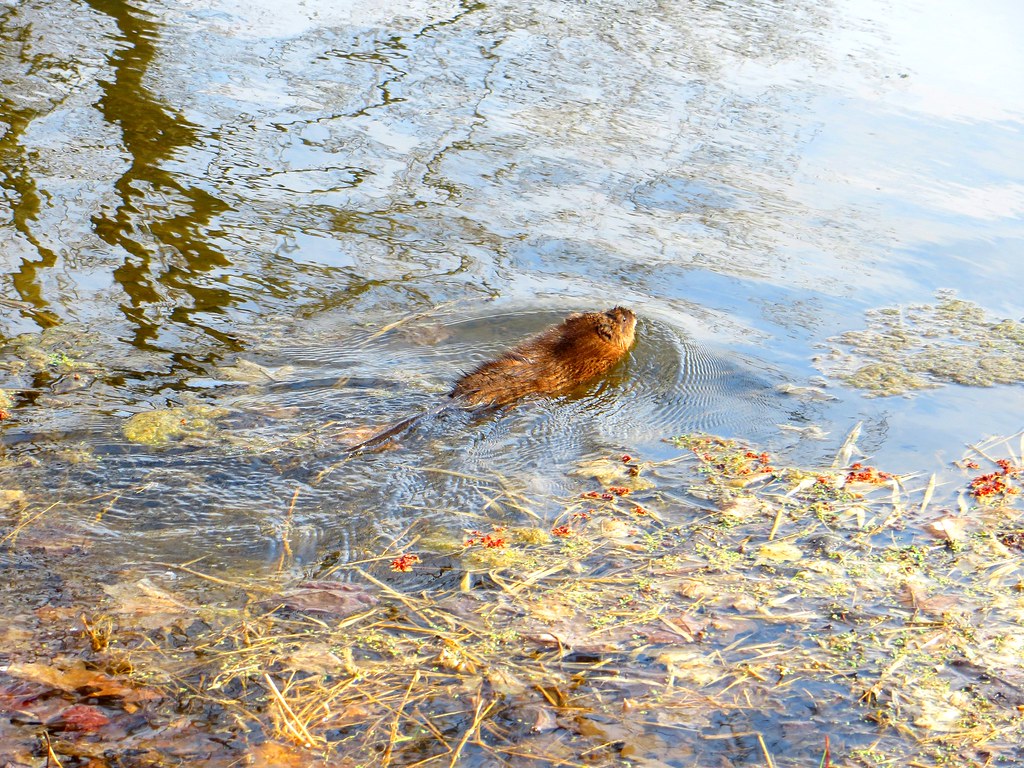 Muskrat at Small Park sharon.n1 Flickr