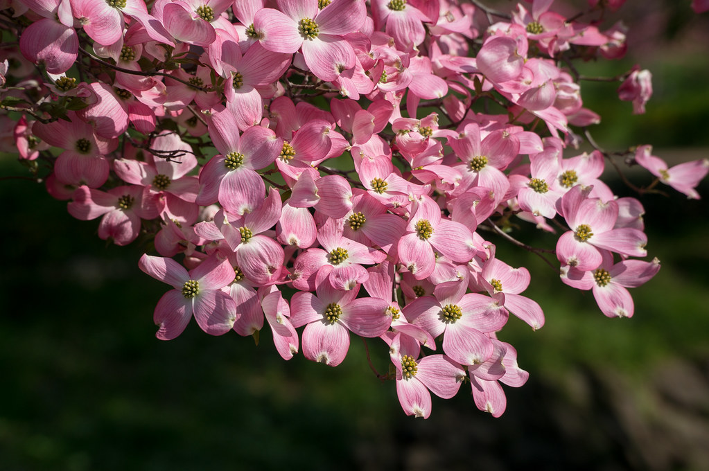 Hanamizuki (1) Hanamiyama park, Flowering dogwood 花見山公園・ハナ… Flickr