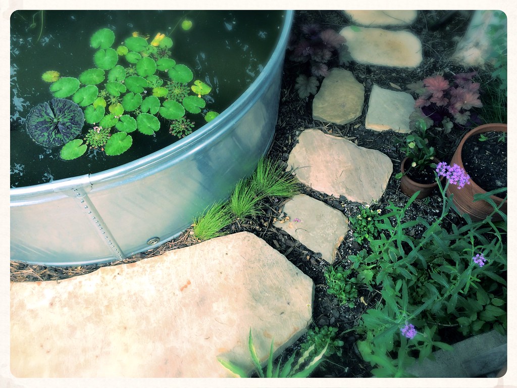 Stock Tank Water Garden Spring Landscape Floating Hearts M… Flickr