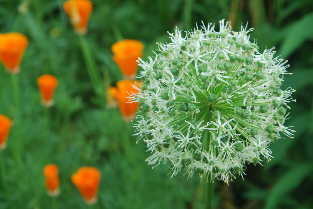 5DoLeicester Flowers in a garden in Leicester City centre,… Flickr