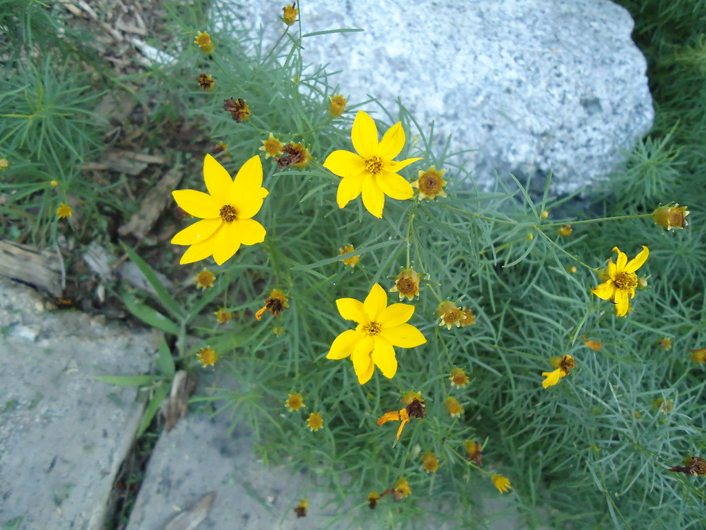 Little flowers Tiny Yellow flowers Charity Meyer Flickr