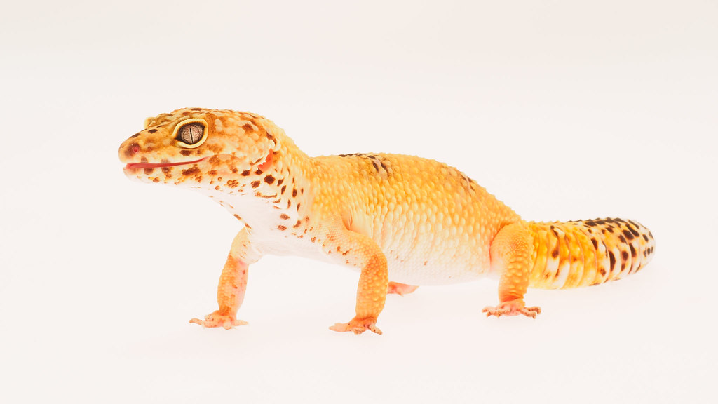 Leopard Gecko A macro shot of a Leopard Gecko against a