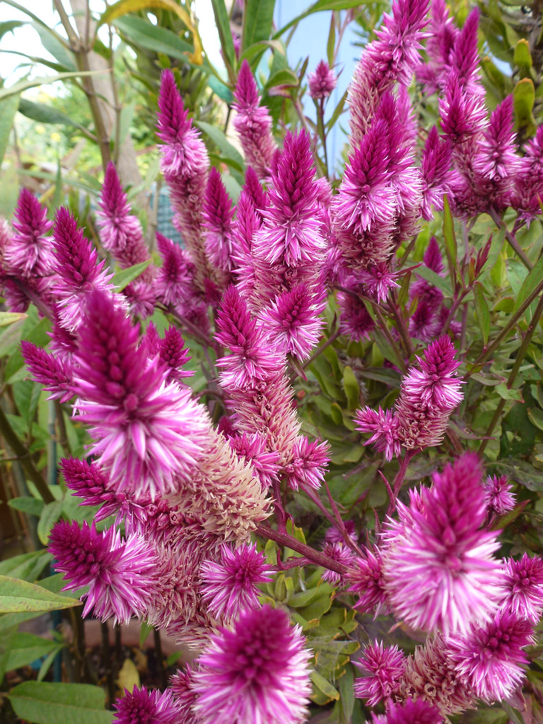 Celosia 'Cramer's Amazon' 5' x 5' in size . Annie's Annuals