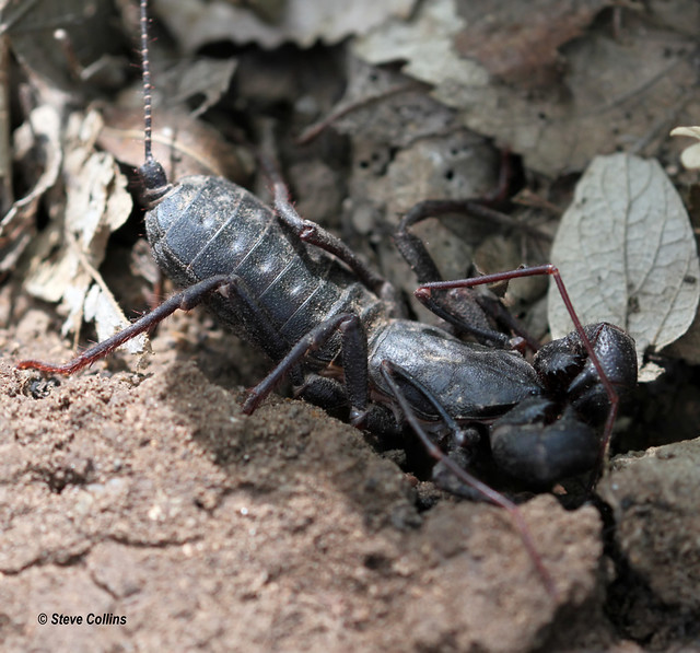 Giant Vinegaroon (Mastigoproctus giganteus) a photo on Flickriver