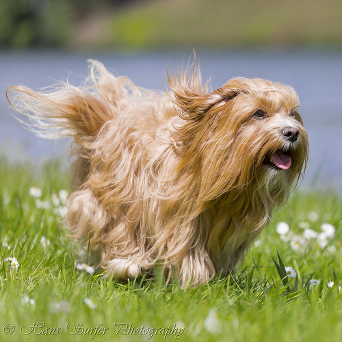 A running red Havanese! View Awards Count ________________… Flickr