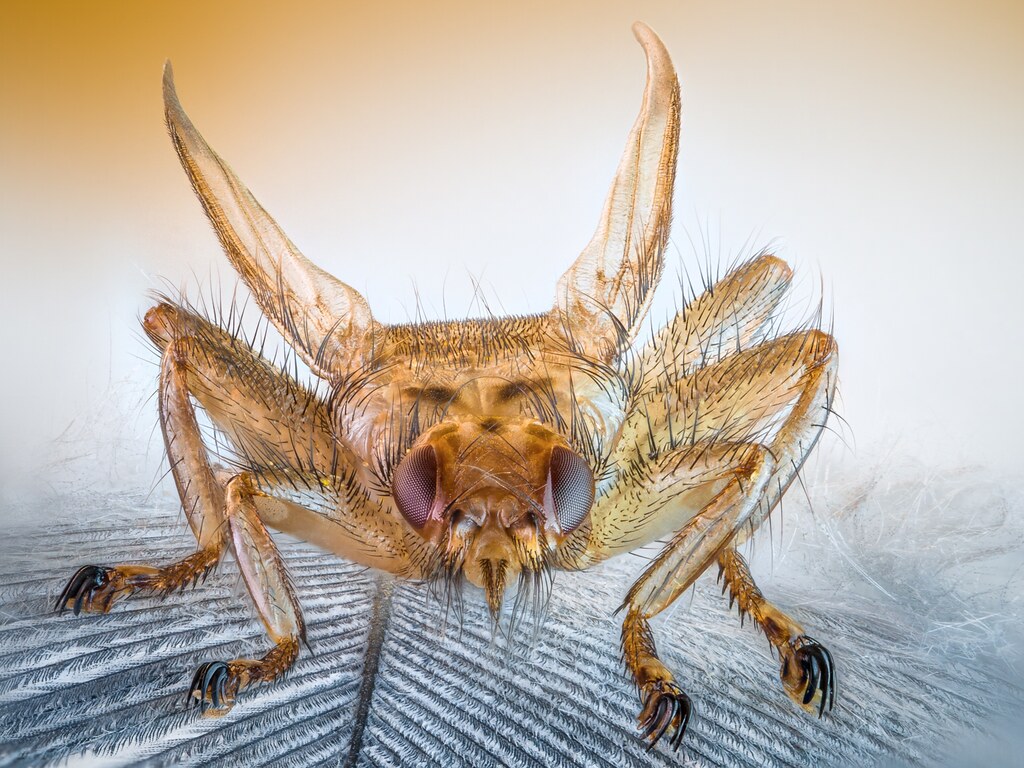 Swallow louse fly Stenepteryx hirundinis 2008 stack Flickr