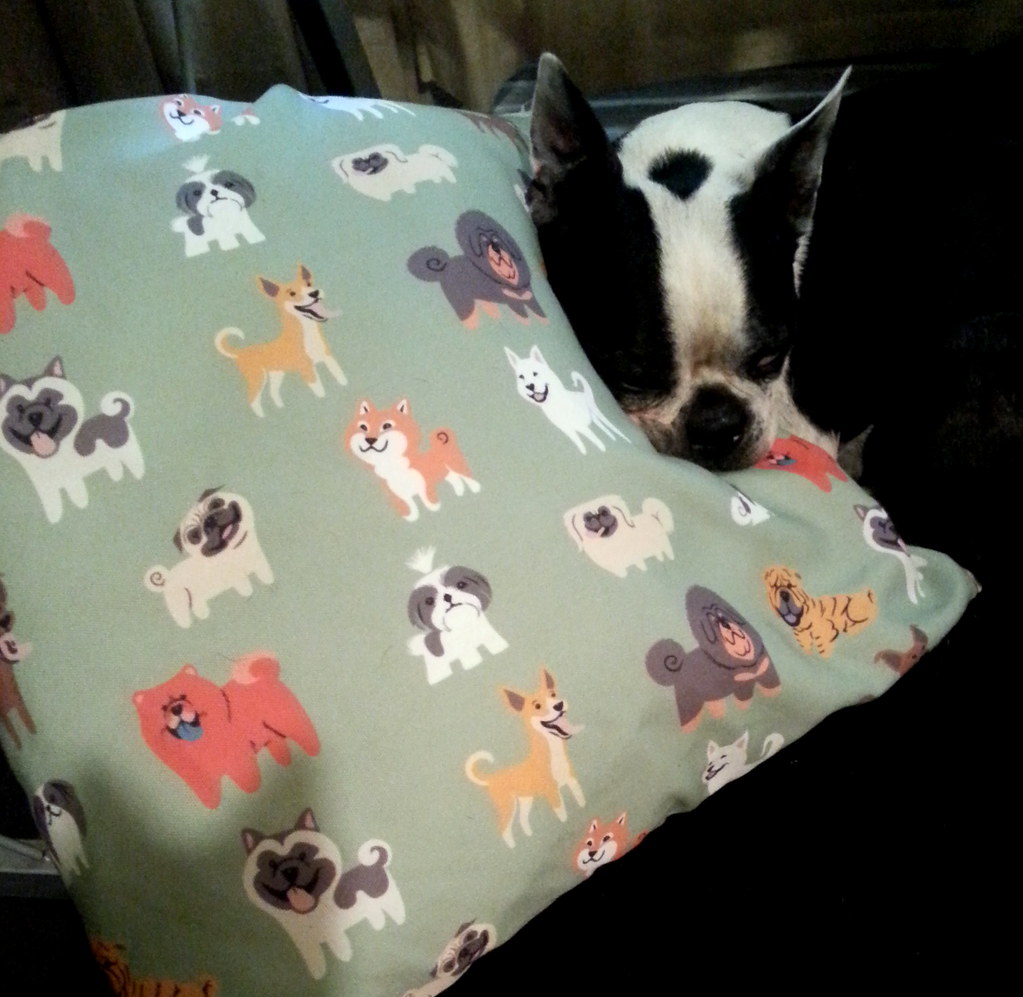 Boogie on the ASIAN DOGS pillow 20" x 20" size www.society… Flickr