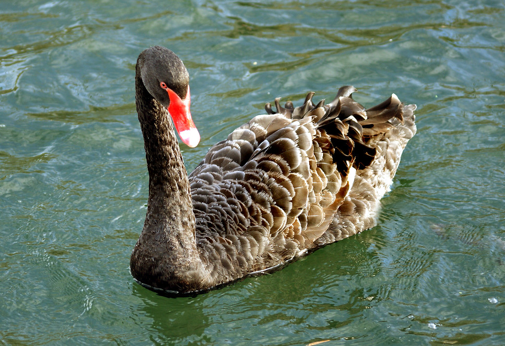Black Swan. Native or introduced? About 100 black swans we… Flickr