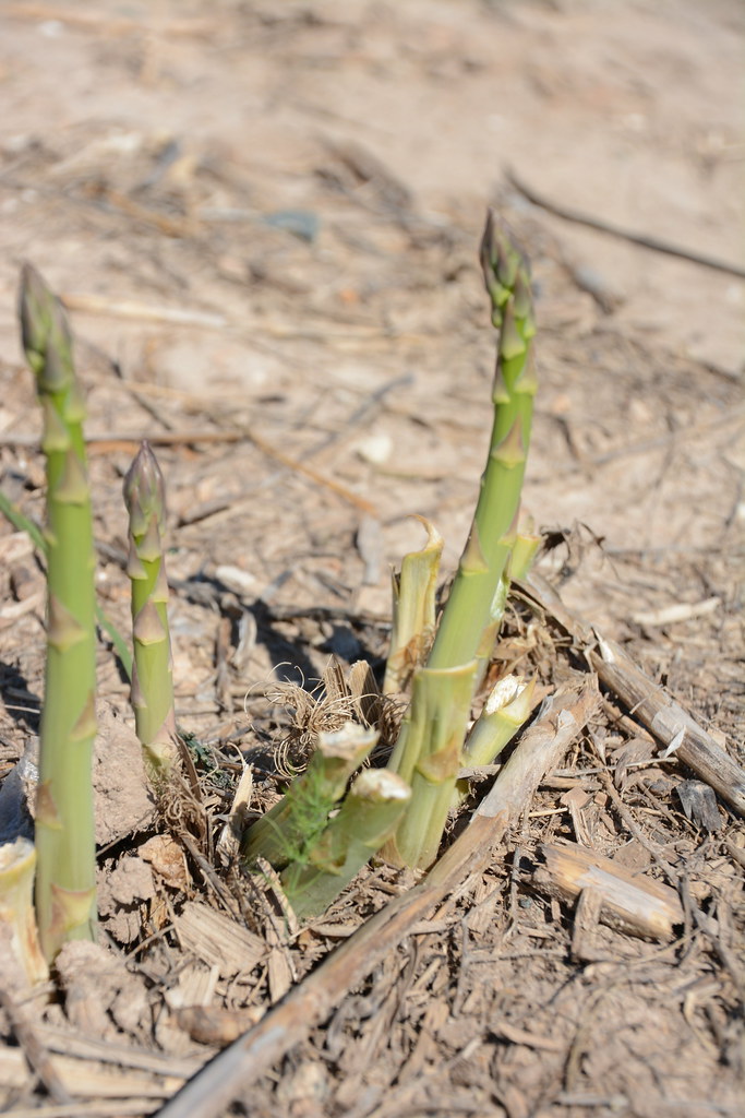 Asparagus farm tour (18) Asparagus Farm Tour Michigan State