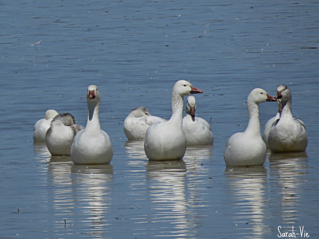 Oies des Neiges Baie du Febvre 4 photos SarahVie Flickr