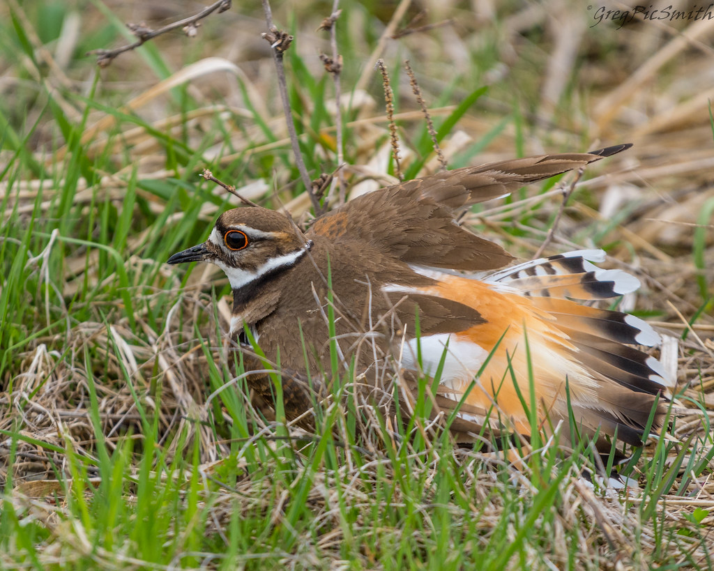 Killdeer wounded bird trick Greg Smith Flickr