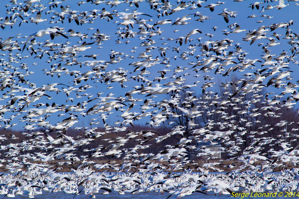 140421 Oies blanches Baie Du Febvre6423 Une envolée des… Flickr