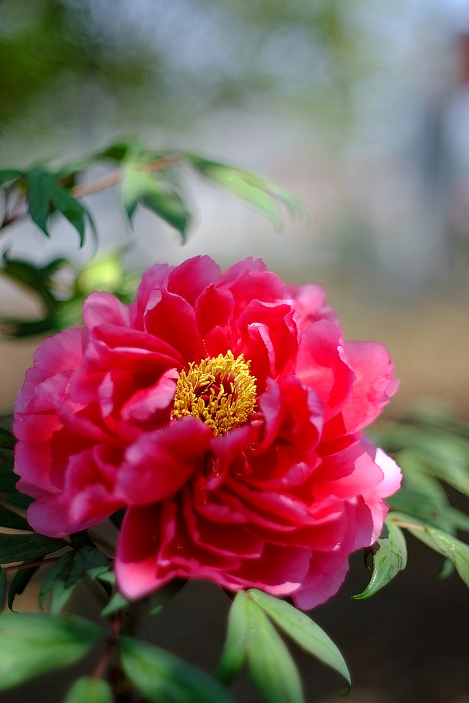 Peony, the King of Flowers The peony originates from China… Flickr