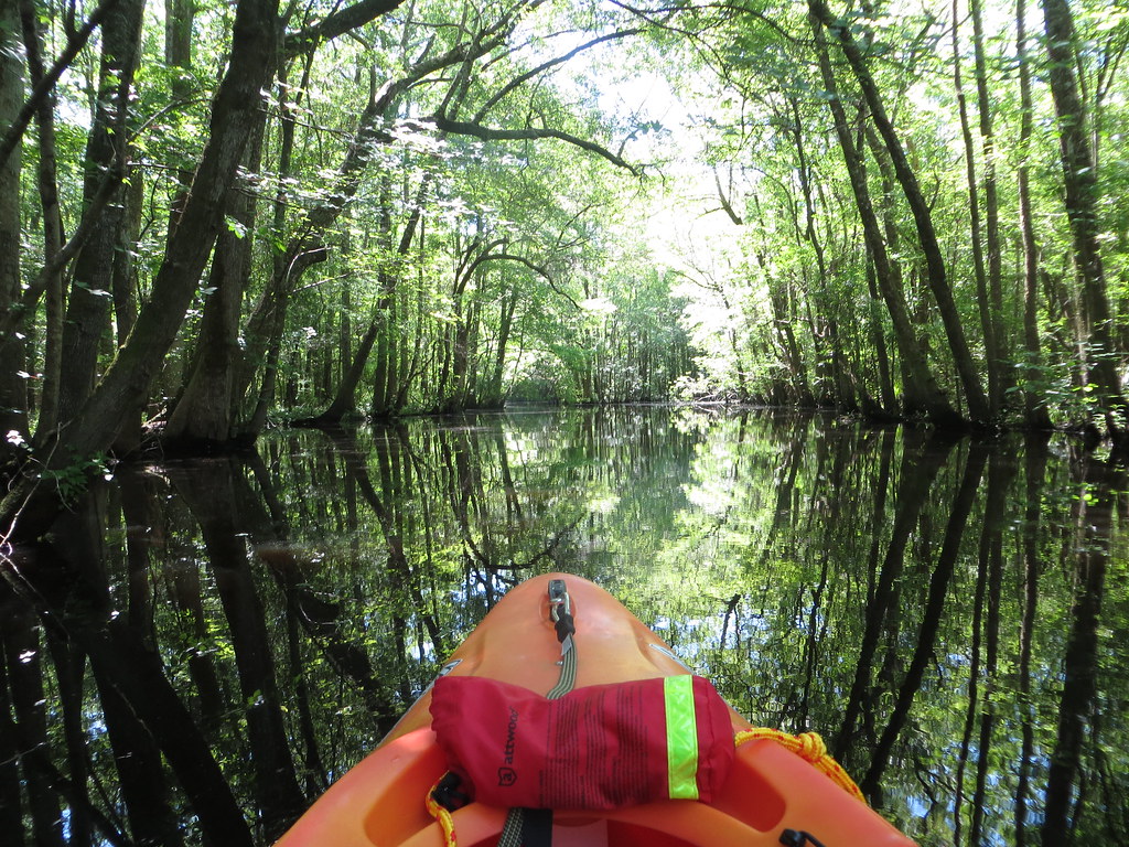 Blackwater Cypress Kayak Tour Oak Island NC Kayak Tours Fo… Flickr
