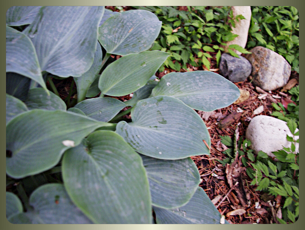 Favorite Hostas that populate my gardens. Ron Frazier Flickr