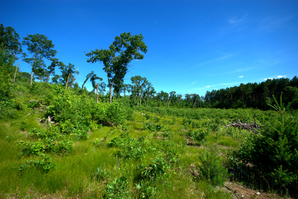 Barrens Emmons Creek Barrens Wisconsin State Natural Area … Flickr