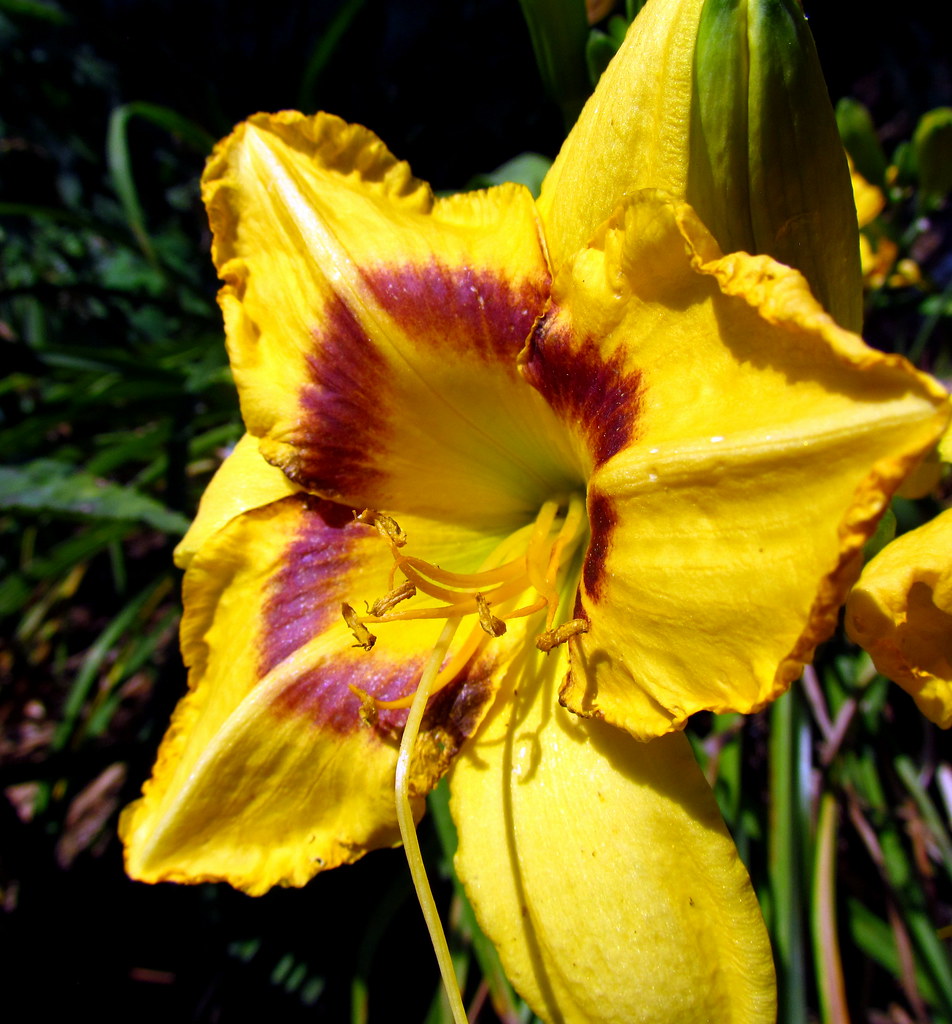 36 Daylily Pittsboro NC 1287 bobistraveling Flickr