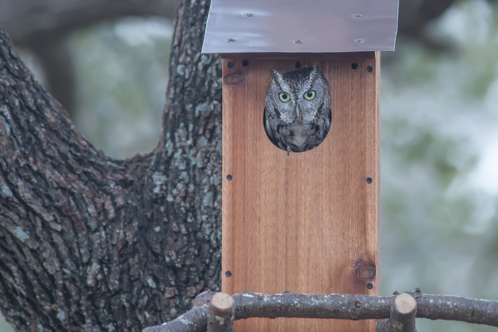Screech Owl in our custom built owl house Built this Scree… Flickr