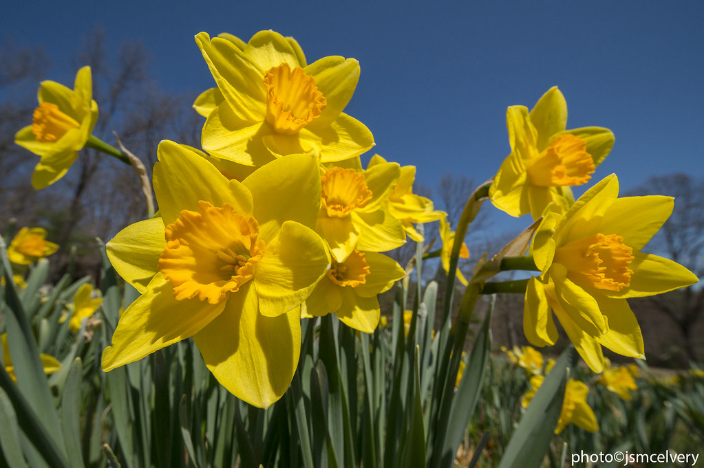 JSM_1182daffodils1jsm Daffodils, Tower Hill Botanic Garden… Flickr