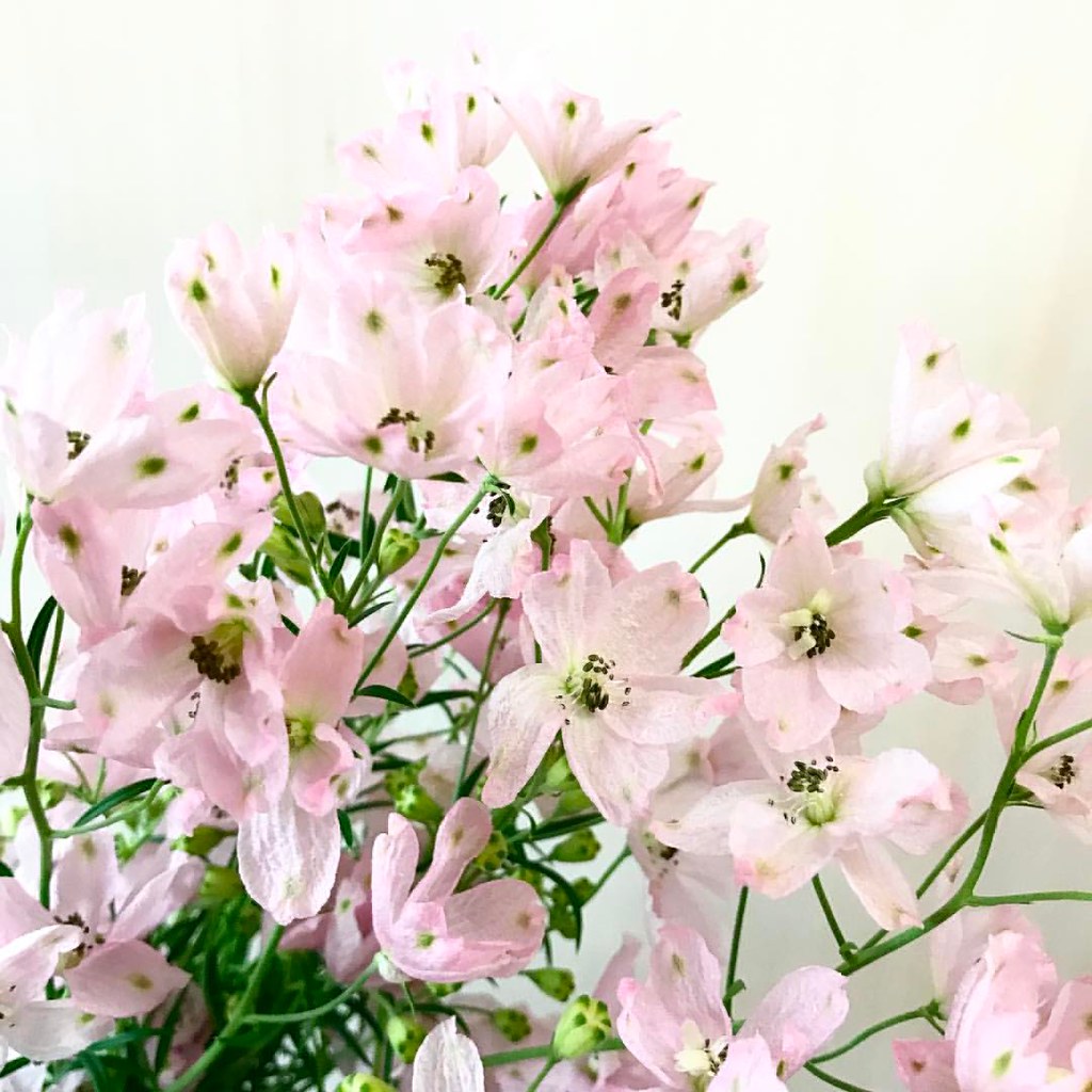 デルフィニウム さくらひめ at.flower kanonn Flickr