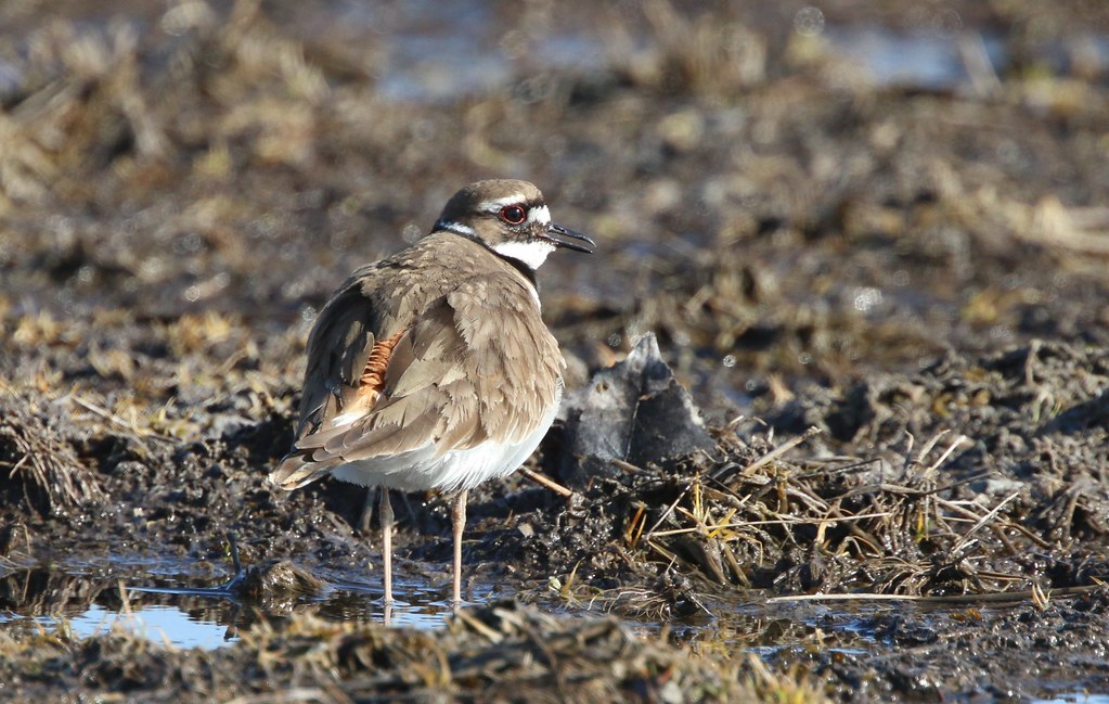 Killdeer Killdeer Plains W.A., Wyandot Co., OH Victor Fazio Flickr