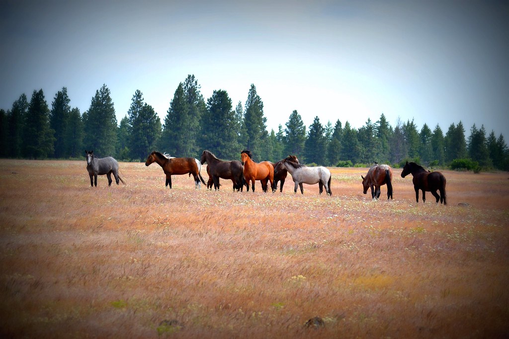 Horses of Warm Springs SMcD22 Flickr
