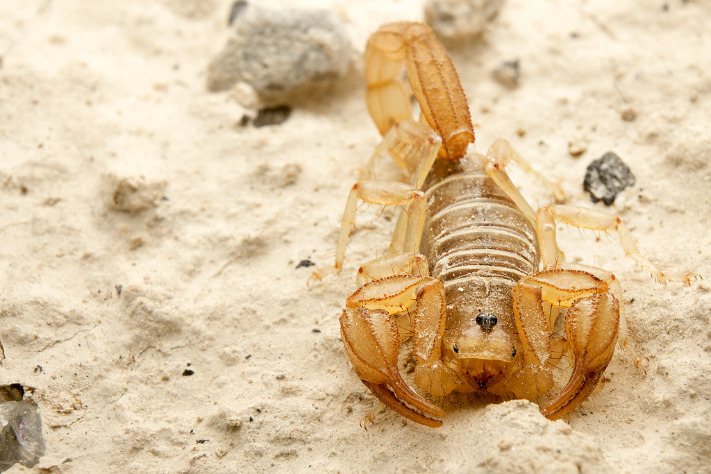 Northern Scorpion (Paruroctonus boreus) Gavin Beck Flickr