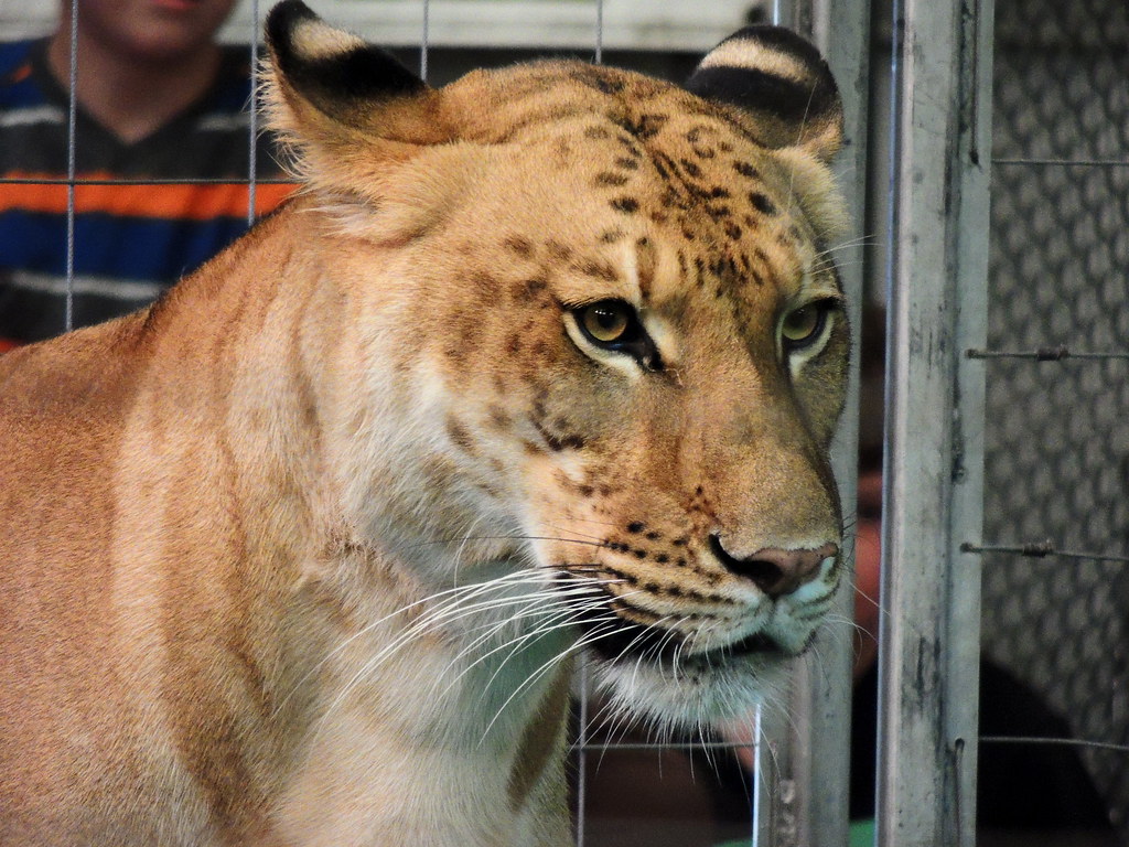 Big Cat Habitat & Gulf Coast Sanctuary Sarasota, Florida Jim