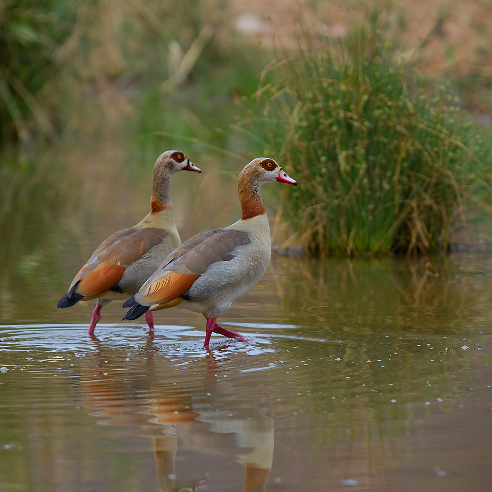 Egyptian Geese Wild South Africa Kruger National Park Egyp… Flickr