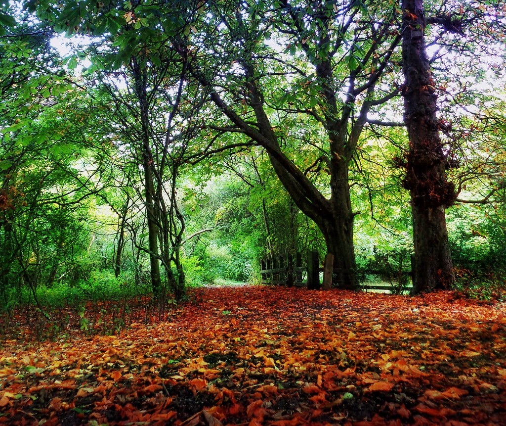 Manchester Woodland PicAutumn 2014 BIG STEPHIE 81 Flickr