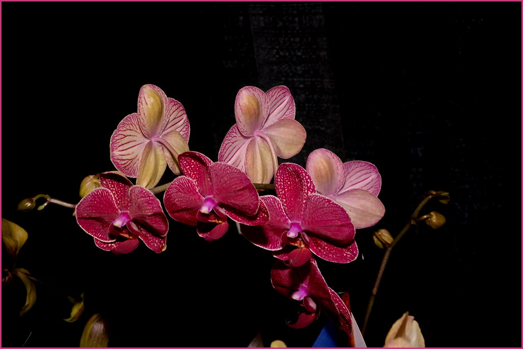 Ottawa Orchid Show 2017 Flickr