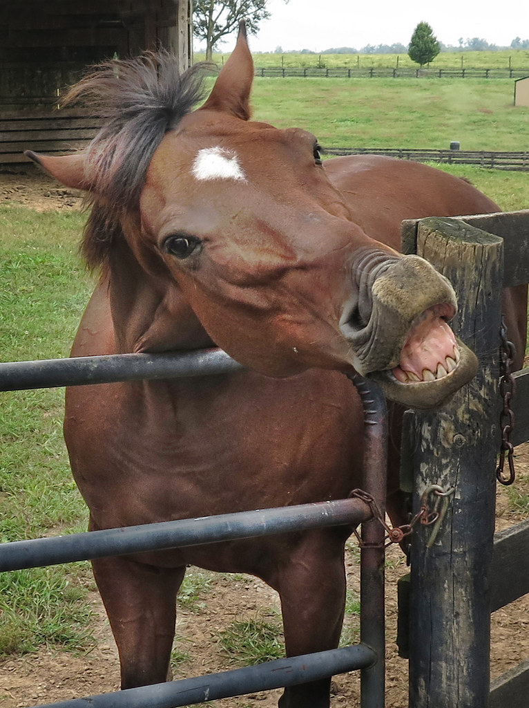 Stiff Upper Lip If you asked this retired race horse to sh… Flickr