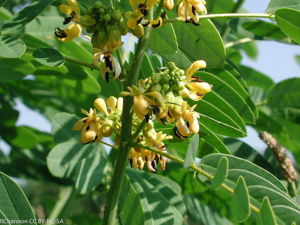 Beltsville, flower yellow, senna marilandica, USDA, jdy204… Flickr