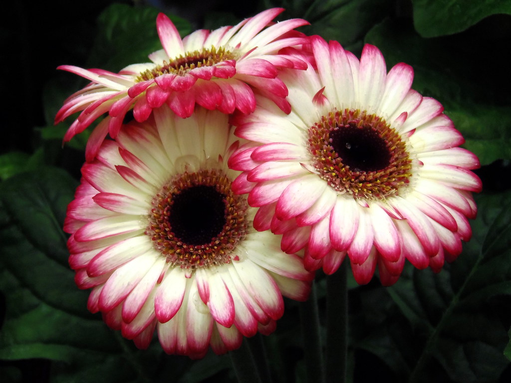 Charming Trio Quinta Flowers 🌹🌹🌹 Dedication to the peop… Flickr