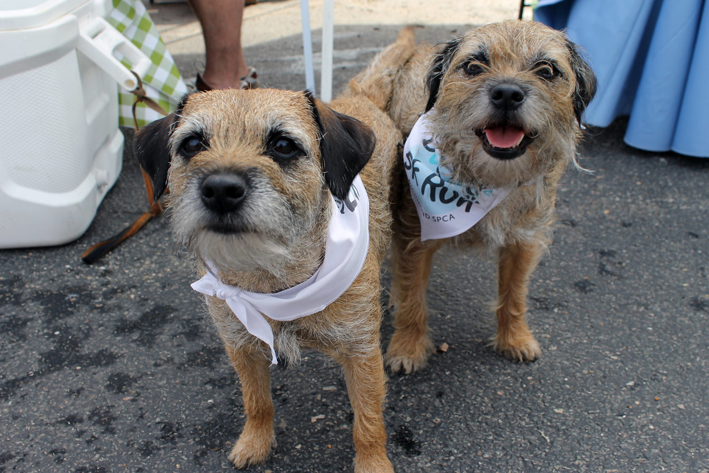 Dog Jog Photo by Abbey Howarth Richmond SPCA Flickr