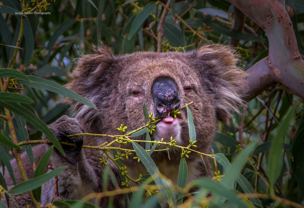 Koala Eating Gum Leaves Jacqui Barker Flickr