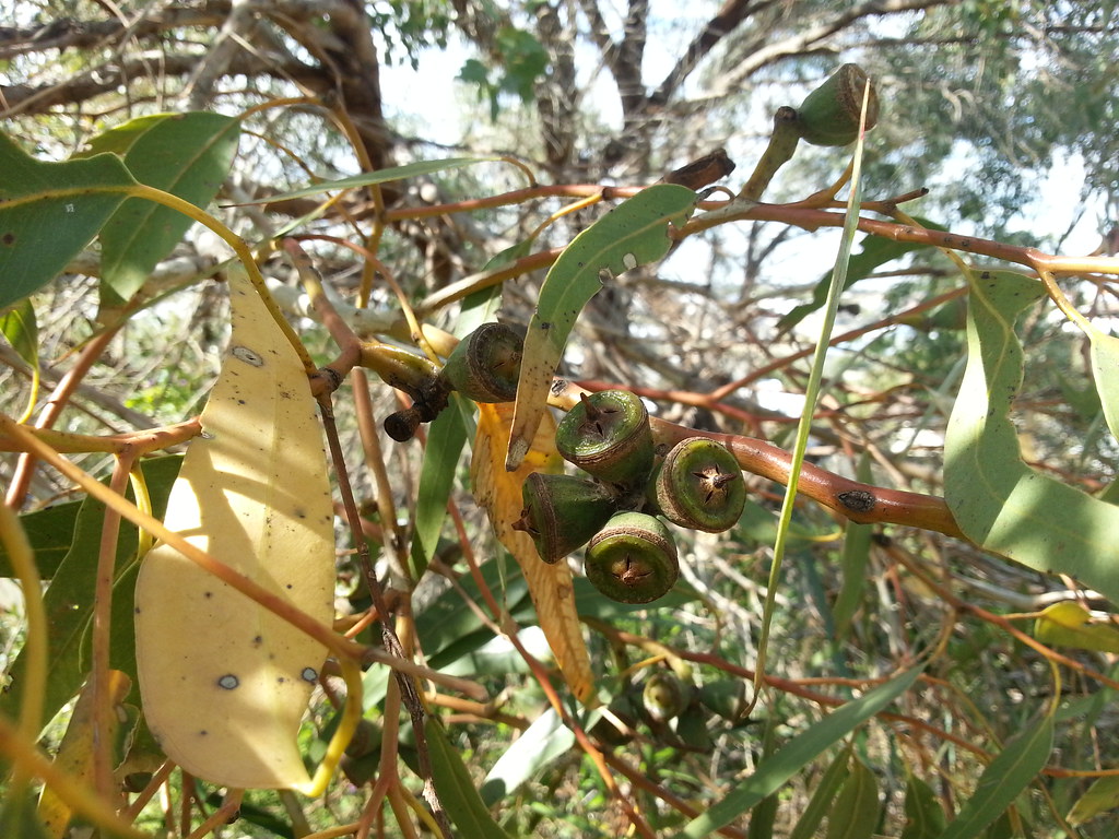 nuts tuart Eucalyptus gomphocephala Clare Snow Flickr