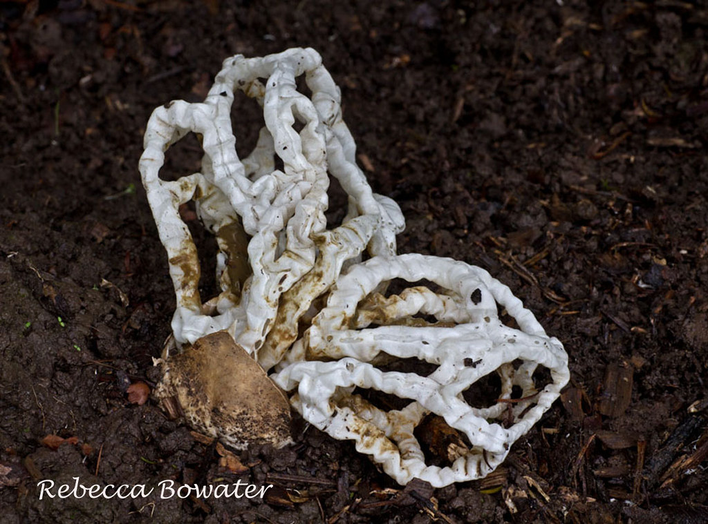 Basket Fungi Ileodictyon cibarium Rebecca Bowater Flickr