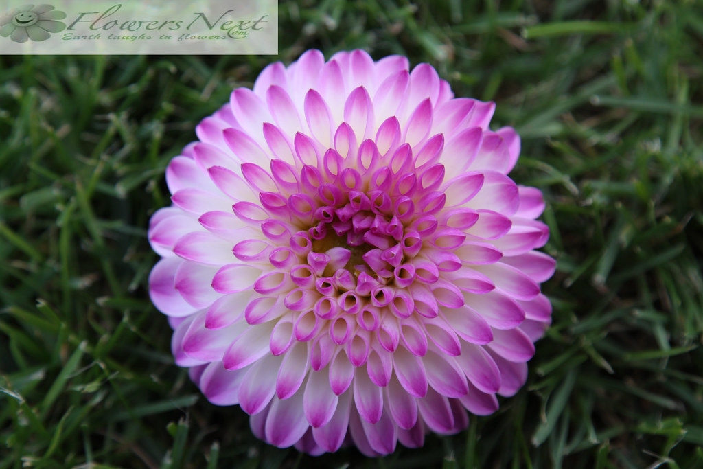 Send Flowers To Italy Send Flowers To italy Send Flowers T… Flickr