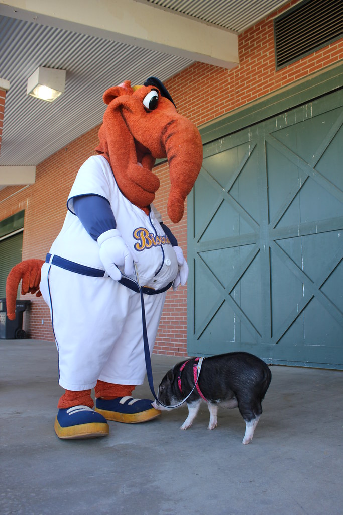 Montgomery Biscuits’ mascot Big Mo and Miss Gravy are reun… Flickr